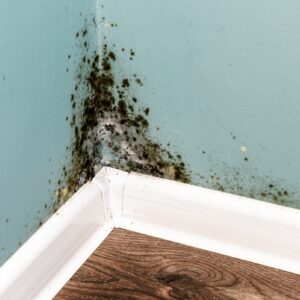 Mold Remediation or Assessment